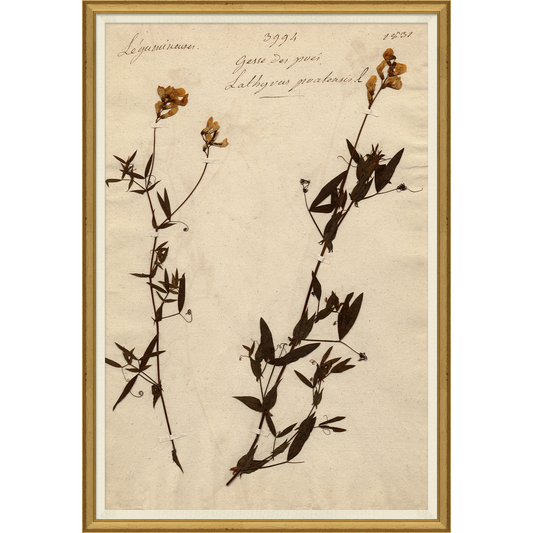 Pressed Floral II