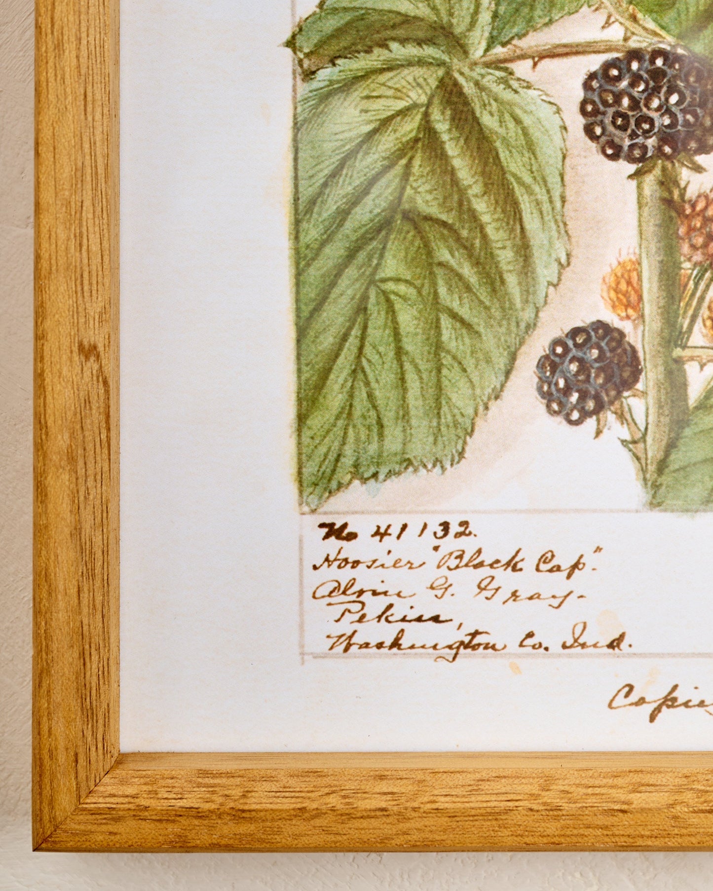 Fresh Blackberry Botanical Framed Print